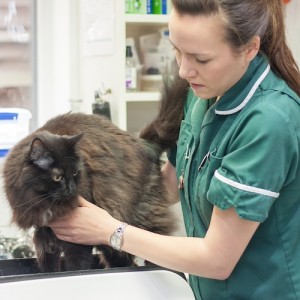 Broadway vets - weighing a cat